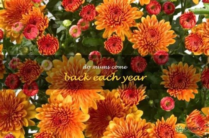 Do bulbs come back each year?