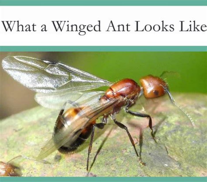 Do bullet ants have wings?
