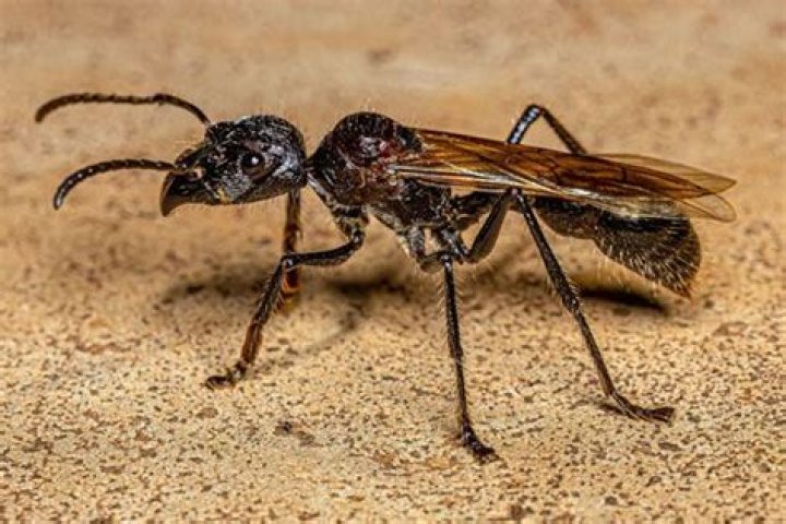 Do bullet ants live in Mexico?