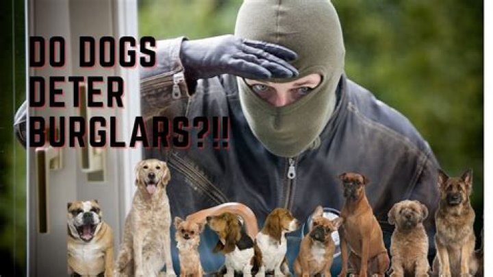 Do burglars avoid homes with dogs?