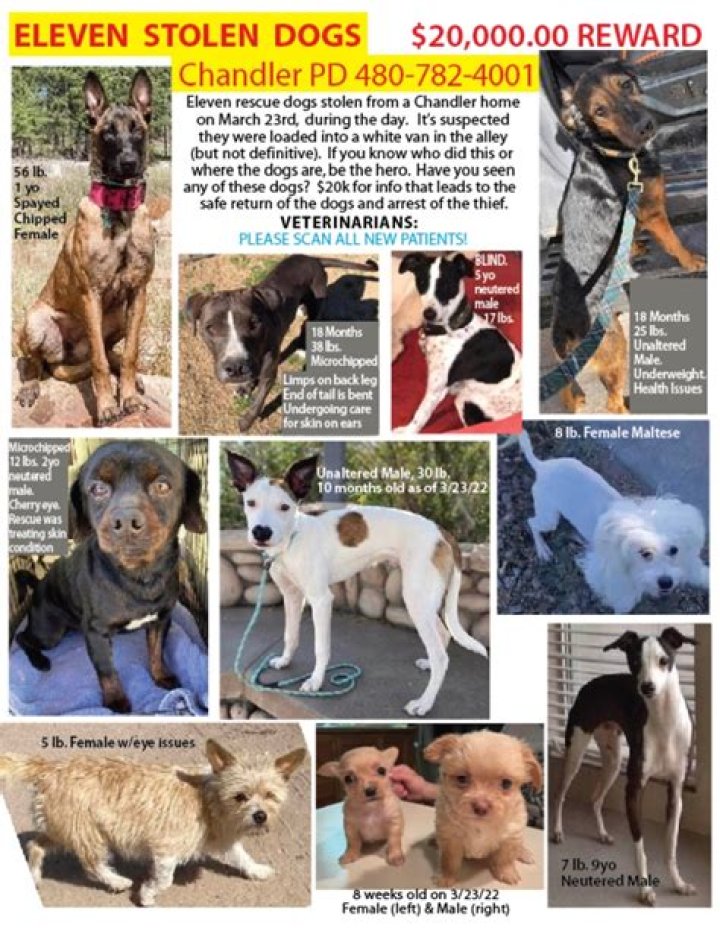 Do burglars hurt pets?