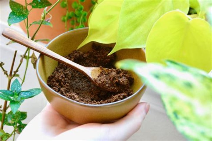Do caladiums like coffee grounds?