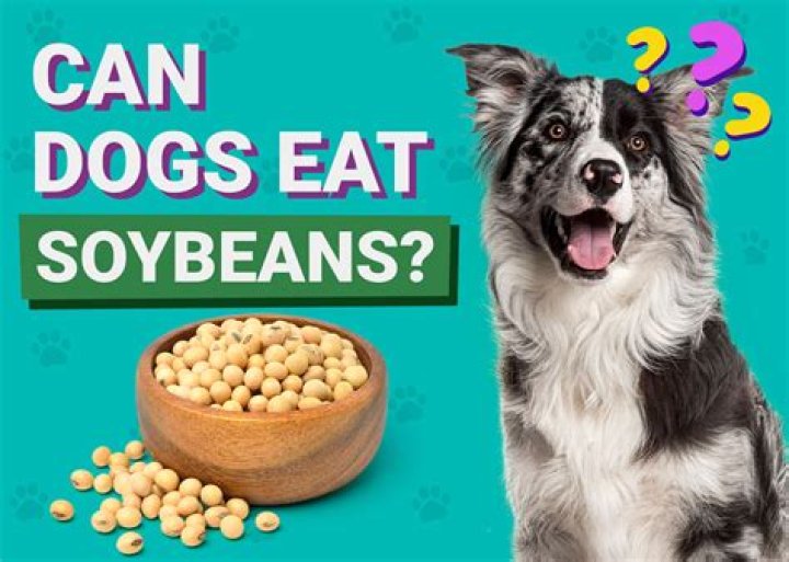 Do Canada geese eat soybeans?