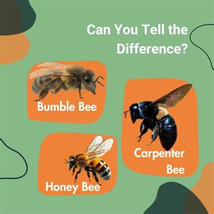 Do carpenter bees have any natural enemies?