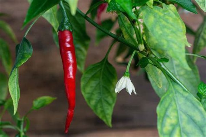Do cayenne peppers turn red?