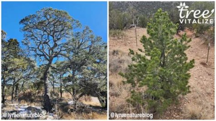 Do cedar trees grow in Arizona?