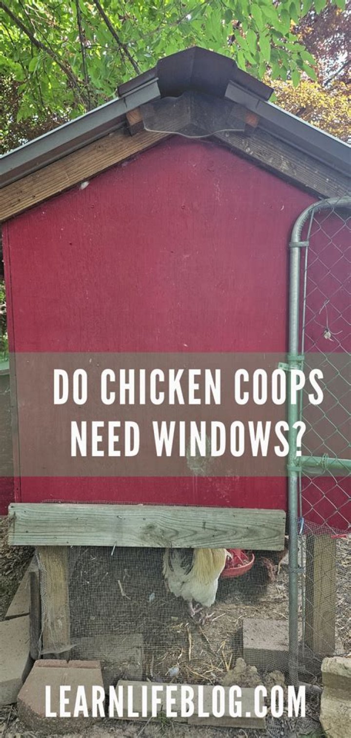 Do chicken coops need windows?