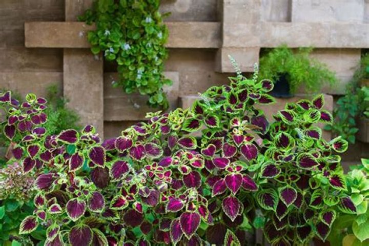 Do coleus flowers come back every year?