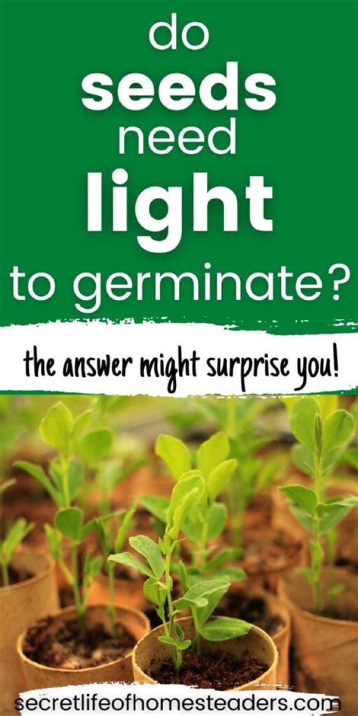 Do coriander seeds need light to germinate?