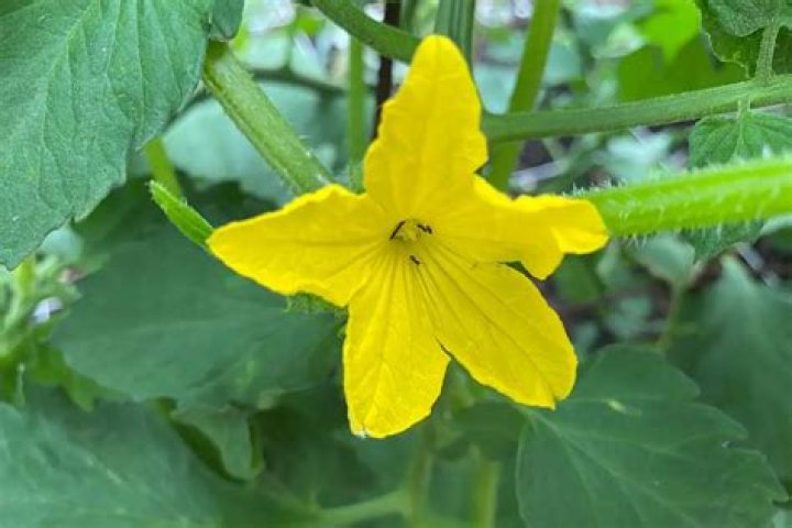 Do cucumbers keep ants away?