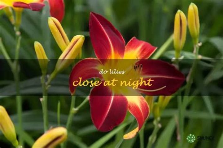 Do day lilies close at night?