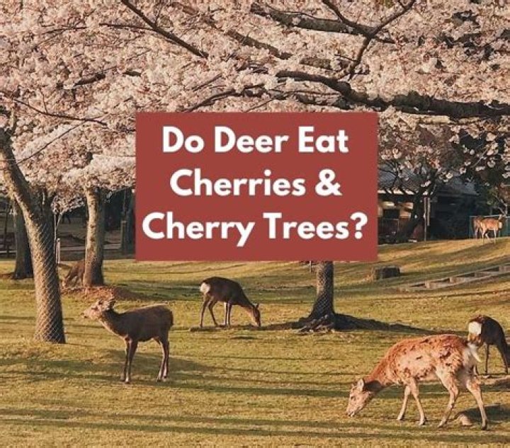 Do deer eat cherry laurel?