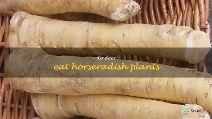 Do deer eat horseradish plants?
