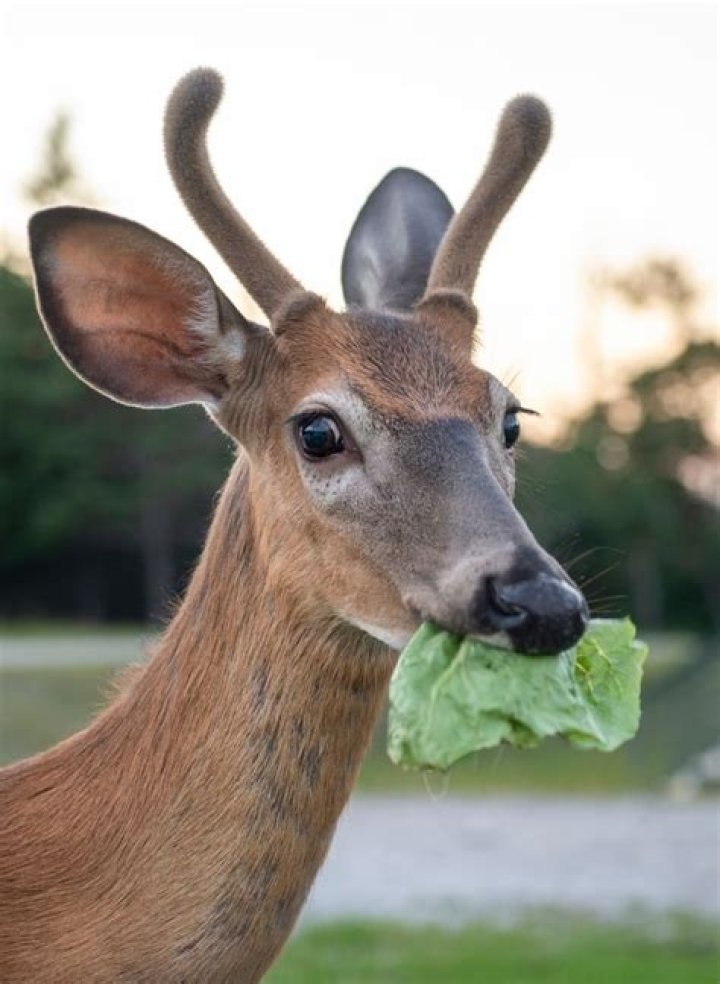 Do deer like eating lettuce?
