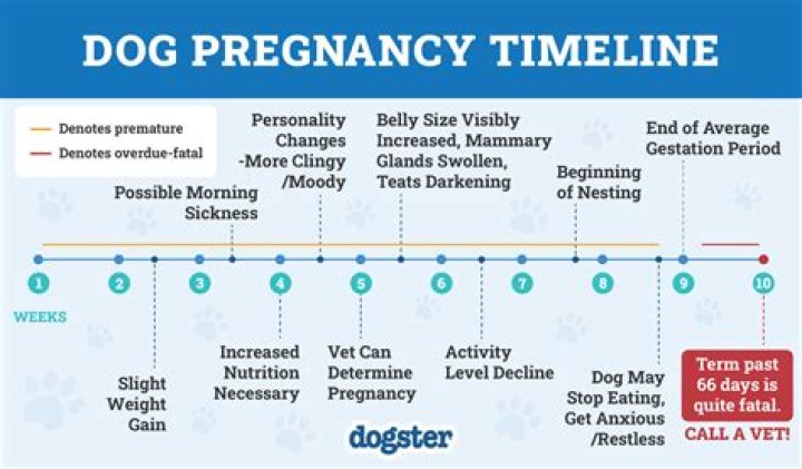 Do dogs become aggressive when pregnant?