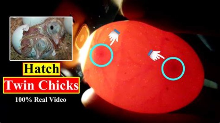 Do double yolk eggs make twins?