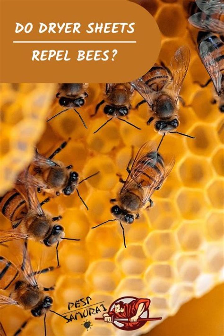 Do dryer sheets repel bees?