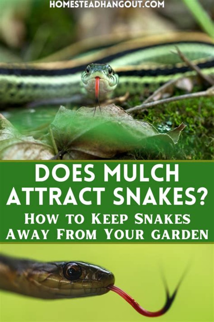Do ducks attract snakes?
