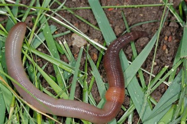 Do earthworms carry parasites?