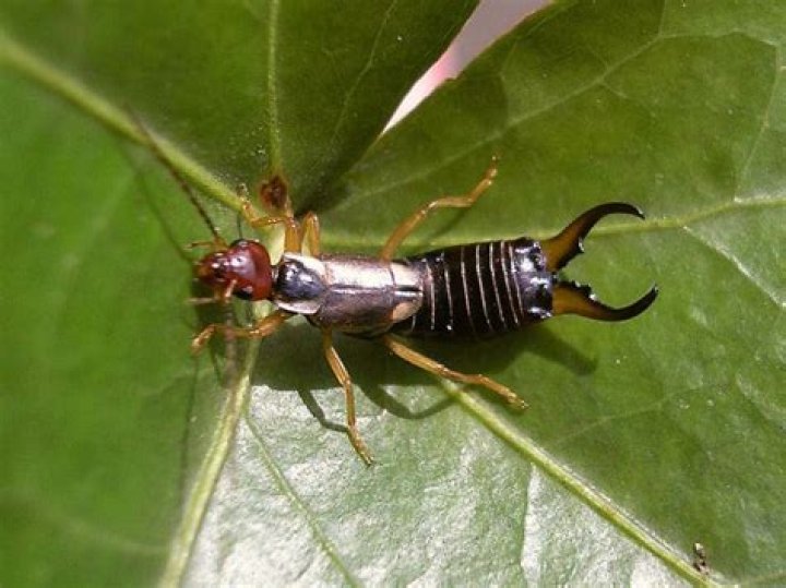 Do earwigs carry disease?