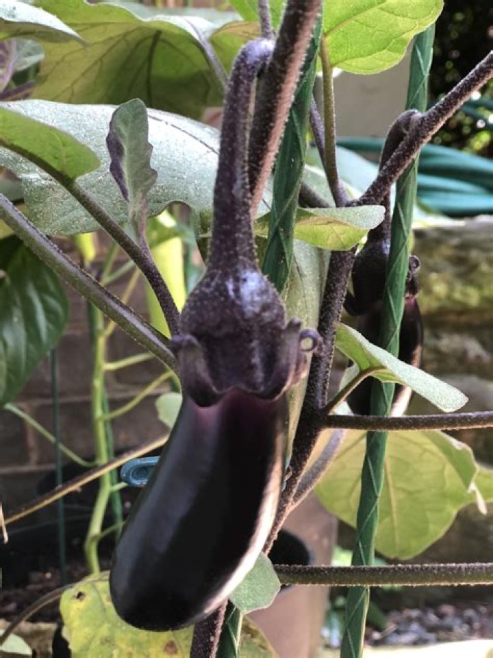 Do eggplants need staking?