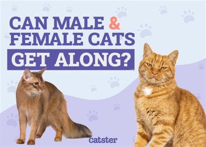 Do female cats get along better with female or male cats?
