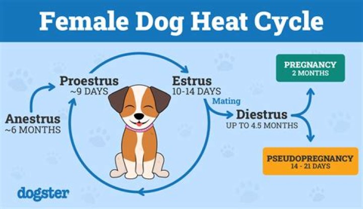 Do female dogs get more aggressive when in heat?