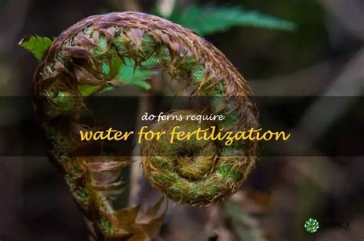 Do ferns require water for fertilization?