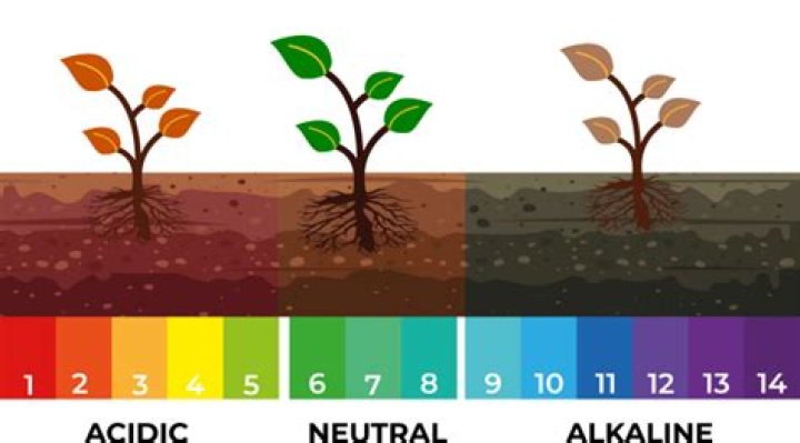 Do figs like acidic or alkaline soil?