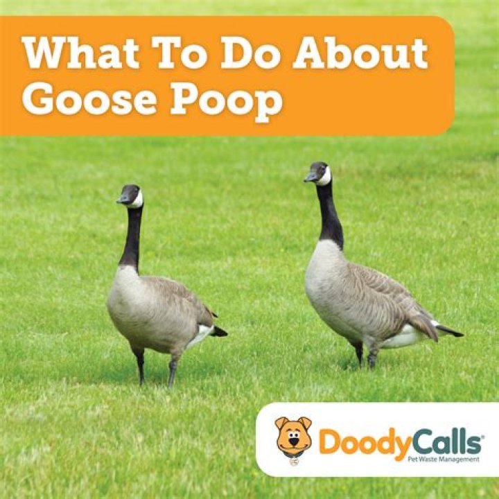 Do fish eat goose poop?