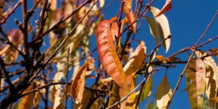 Do Florida peach trees lose their leaves?