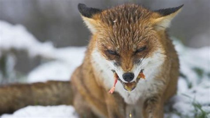 Do foxes eat snakes?
