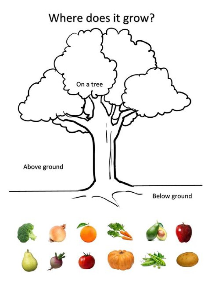 Do fruits grow on the tree?