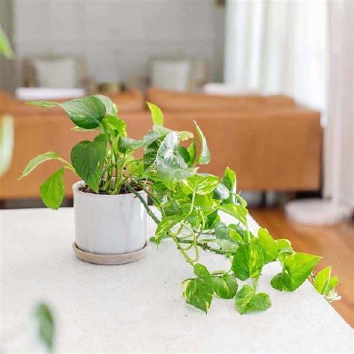 Do golden pothos need sunlight?