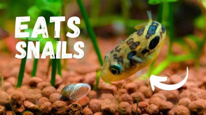 Do goldfish eat baby snails?