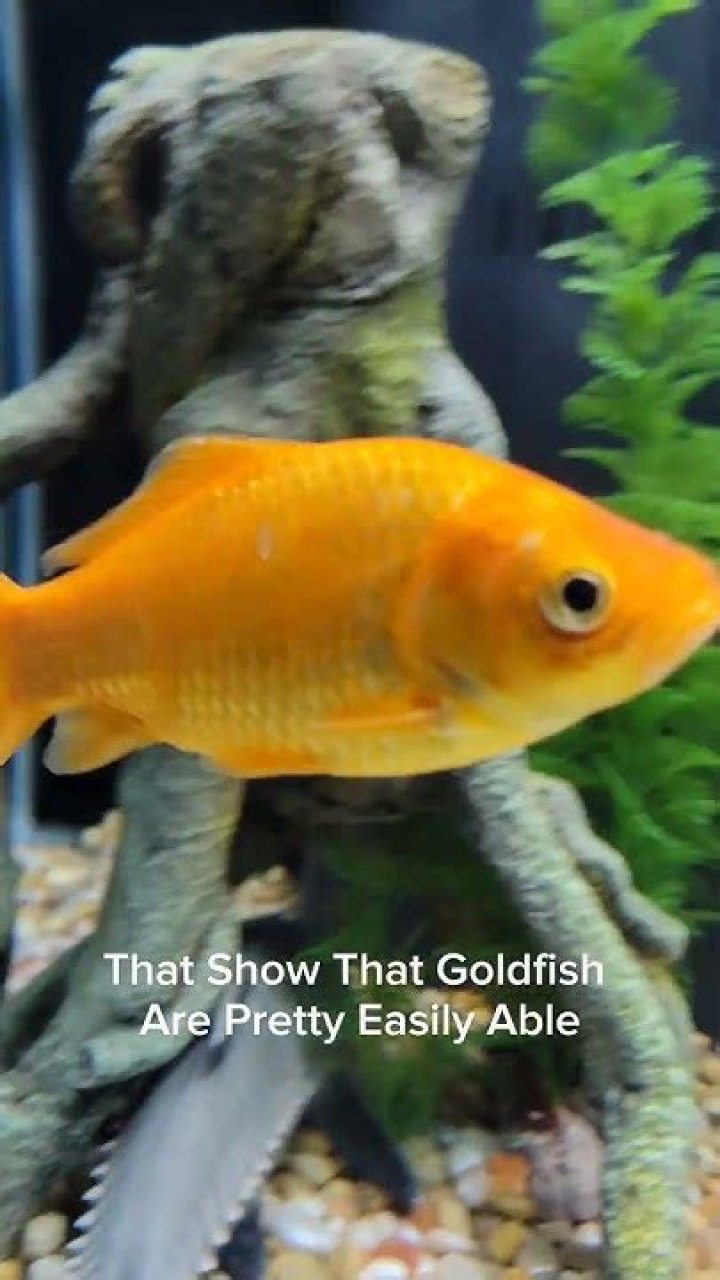Do goldfish recognize you?