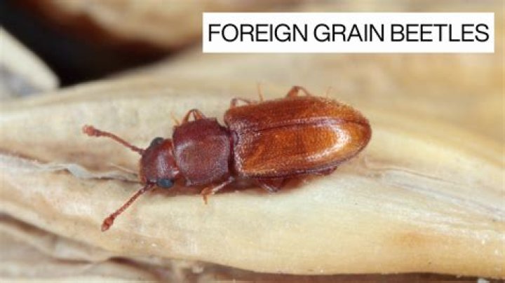 Do grain bugs bite?
