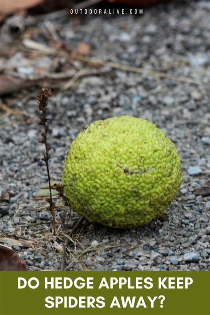 Do hedge apples keep snakes away?