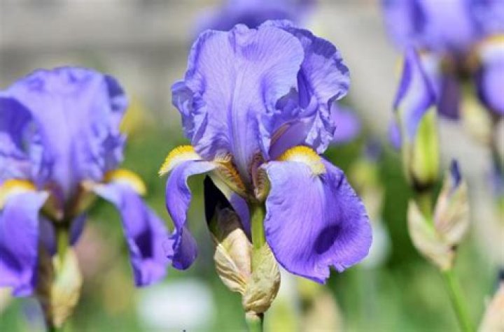 Do Iris flowers have a scent?