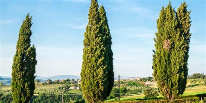Do Italian cypress trees freeze?