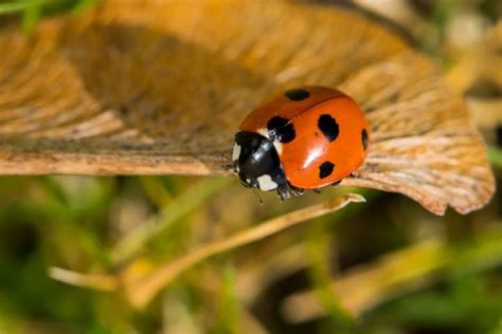Do ladybugs have a smell?