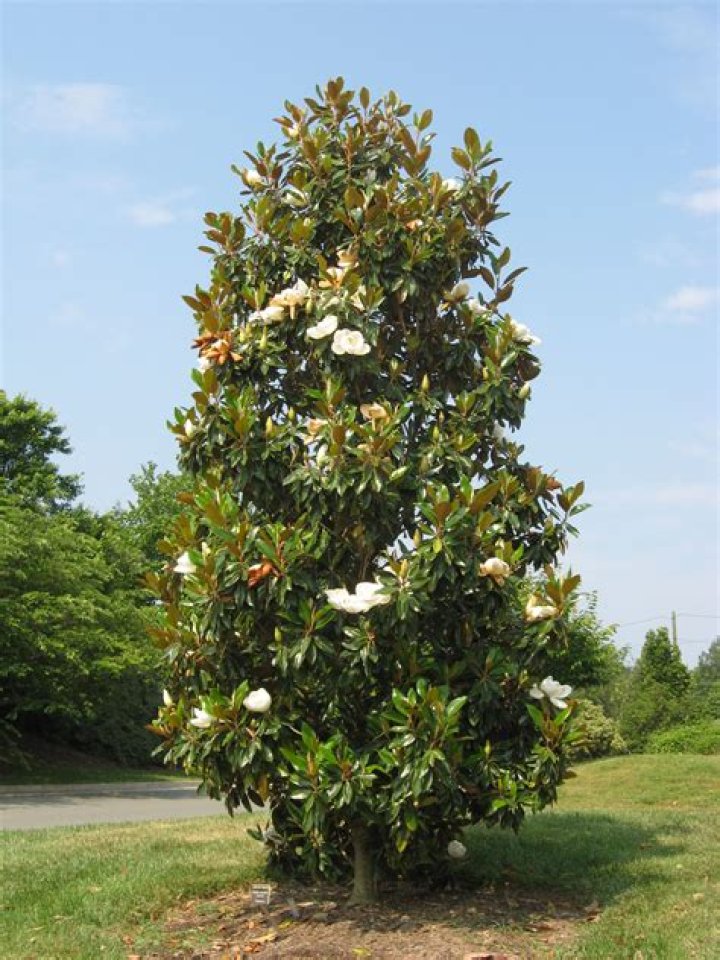 Do magnolia trees grow in Kentucky?