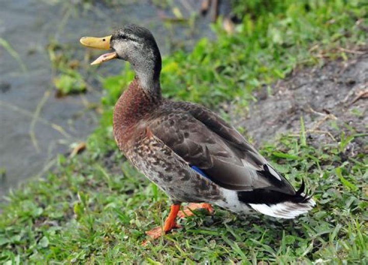 Do mallard ducks change color?