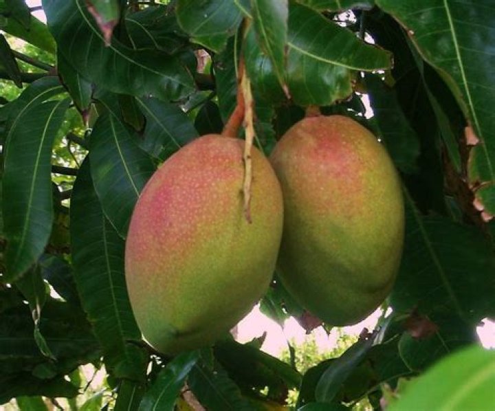 Do mangoes grow in Puerto Rico?
