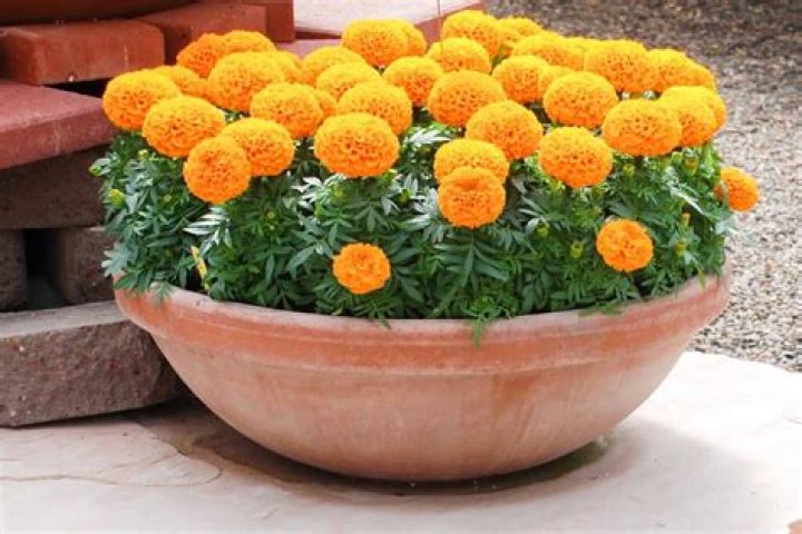 Do marigolds grow in pots?