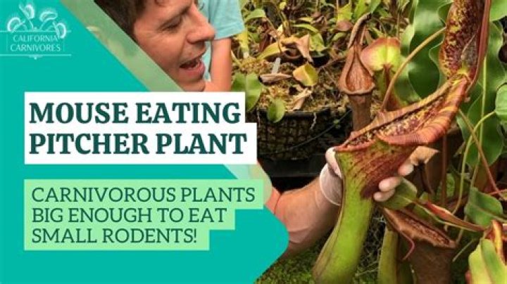 Do mice eat plant leaves?