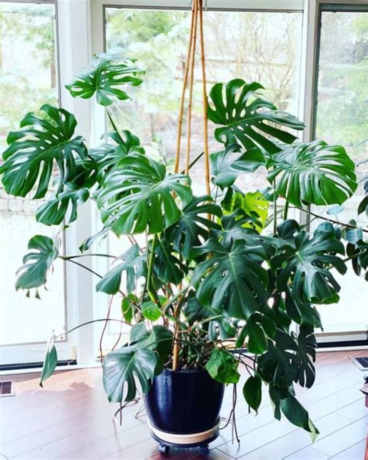 Do Monstera plants need sunlight?