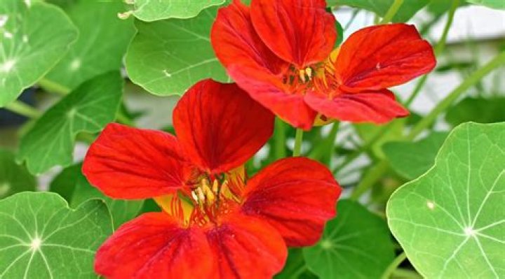 Do nasturtiums vine?