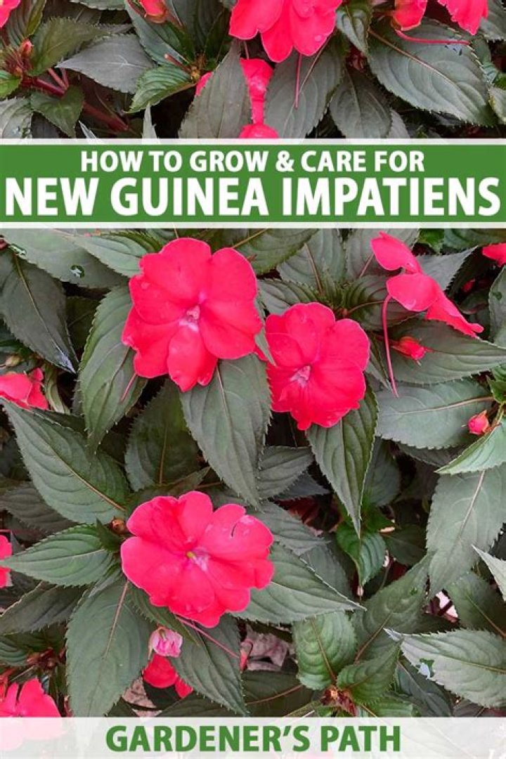 Do New Guinea impatiens need a lot of water?