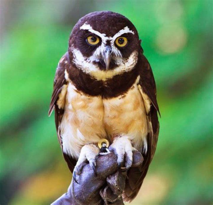 Do owls live in the rainforest?